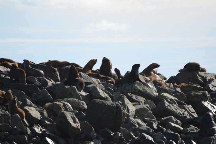 Isla de los Lobos - Río Grande - Momentos TDF | Minuto Fueguino - Noticias  de Tierra del Fuego AIAS