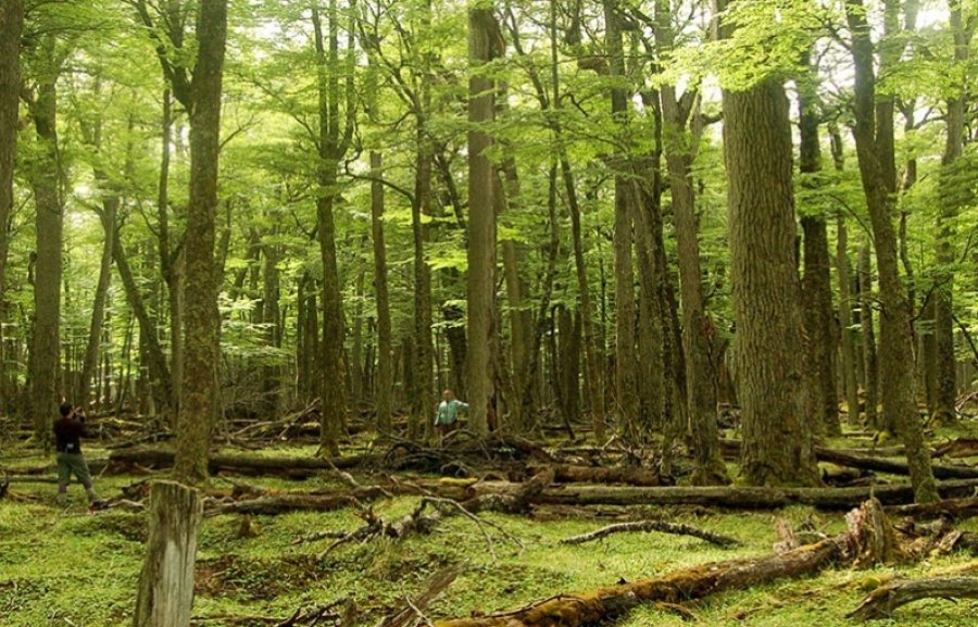 Aprobaron las modificaciones a la Ley que incorpora representación indígena en la Comisión de Bosques Nativos