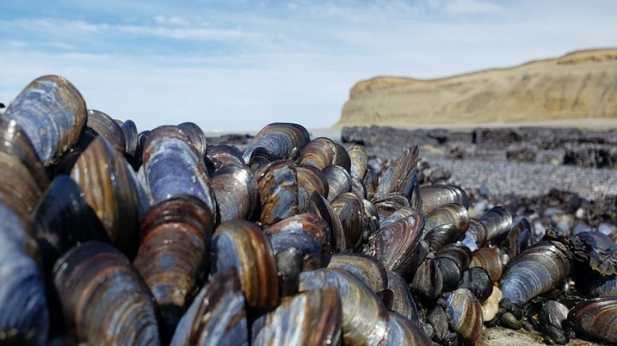 Se declaró la veda de moluscos en Punta Paraná por marea roja