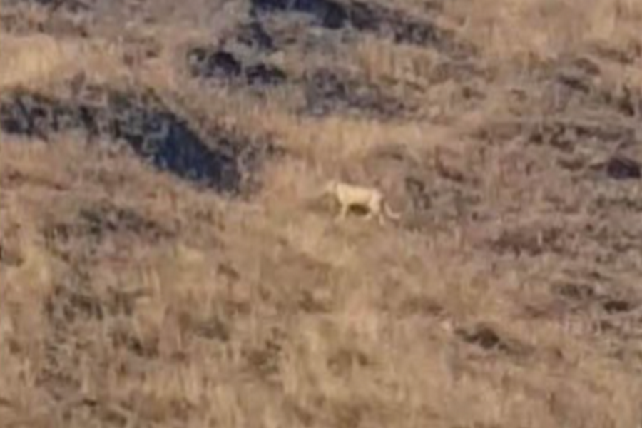 Avistamiento de un puma en San Sebastián:  amenaza para el ganado ovino y alarma entre los estancieros